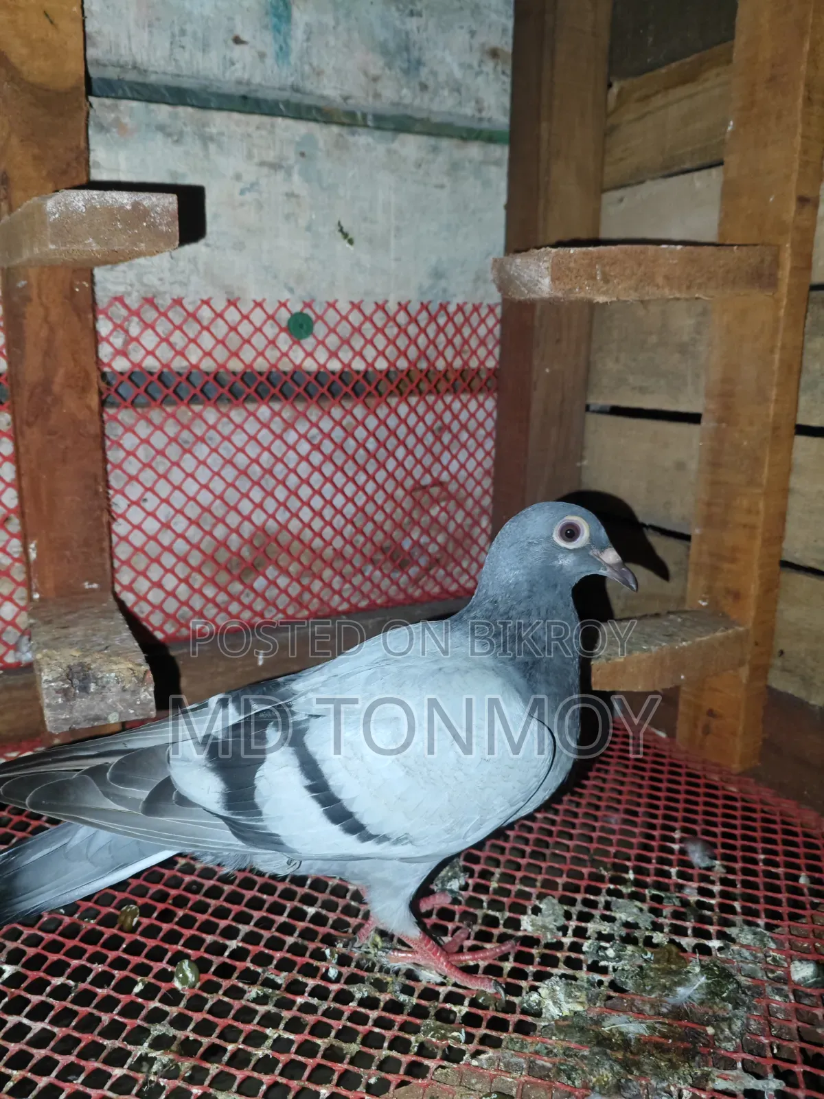 3 Racer Pigeon Chicks for Sale. Delivery not possible. Jalkuri, Narayanganj
