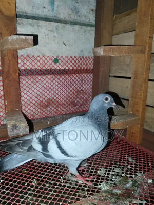 3 Racer Pigeon Chicks for Sale. Delivery not possible. Jalkuri, Narayanganj