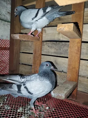 3 Racer Pigeon Chicks for Sale. Delivery not possible. Jalkuri, Narayanganj