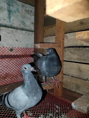 3 Racer Pigeon Chicks for Sale. Delivery not possible. Jalkuri, Narayanganj