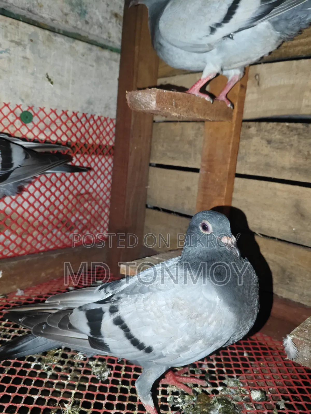 3 Racer Pigeon Chicks for Sale. Delivery not possible. Jalkuri, Narayanganj