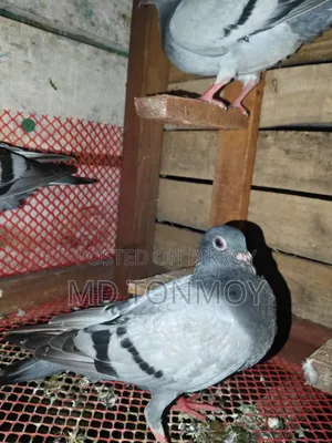 3 Racer Pigeon Chicks for Sale. Delivery not possible. Jalkuri, Narayanganj