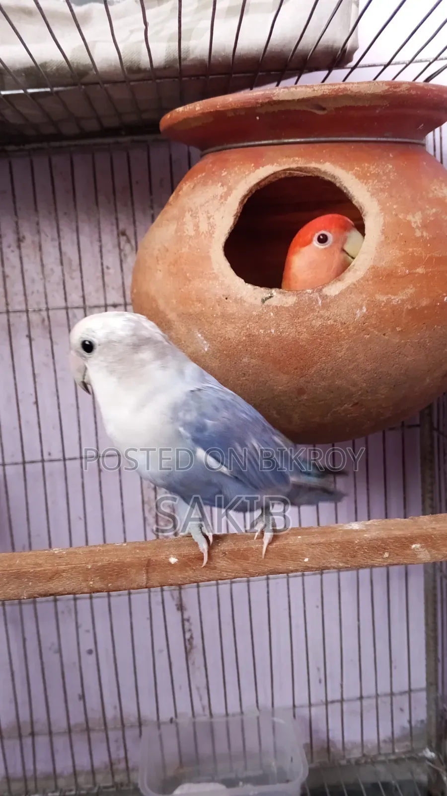 High Quality Love Bird Running Pair for Sell