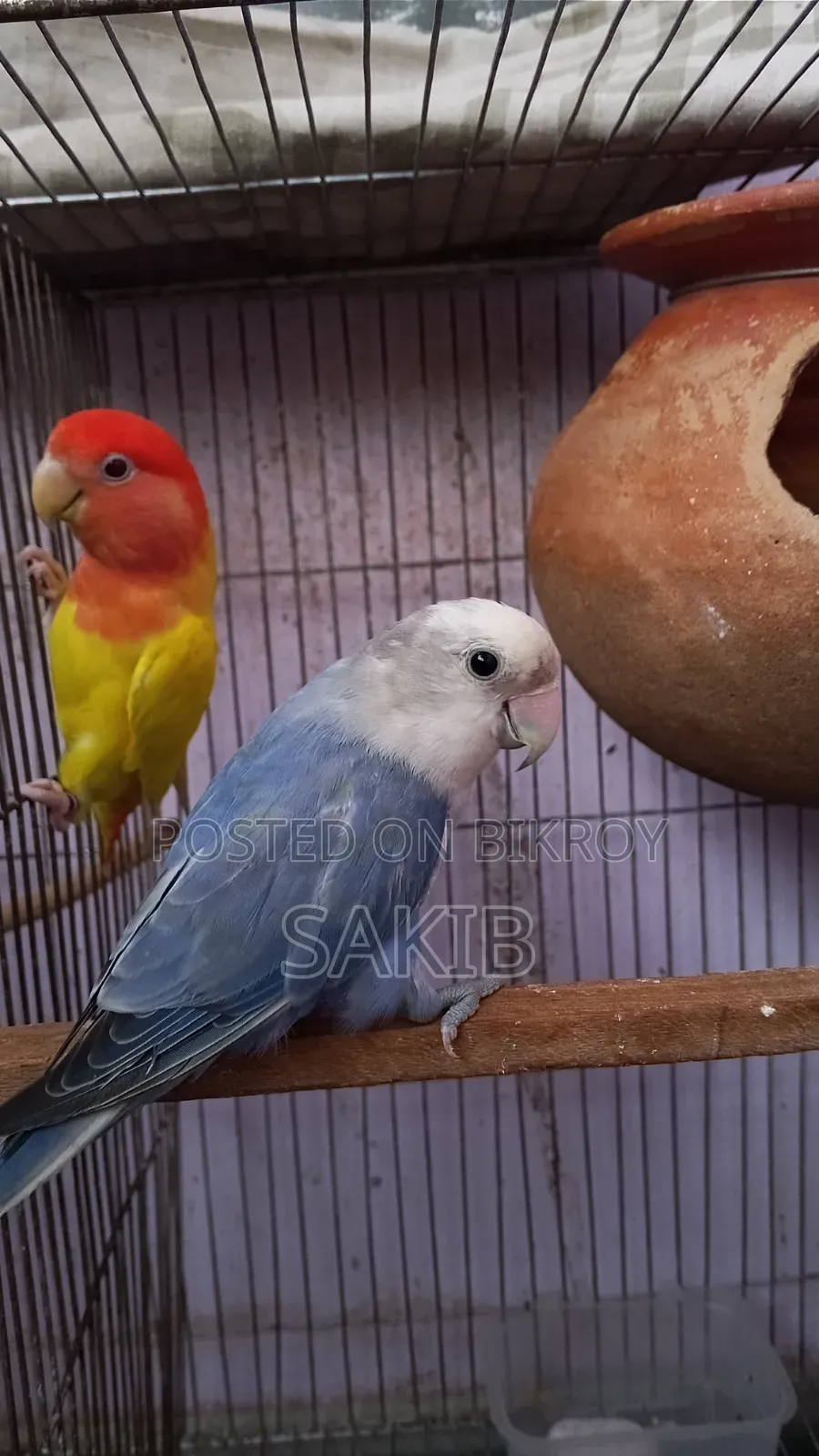 High Quality Love Bird Running Pair for Sell