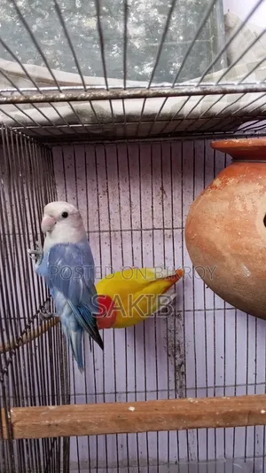 High Quality Love Bird Running Pair for Sell