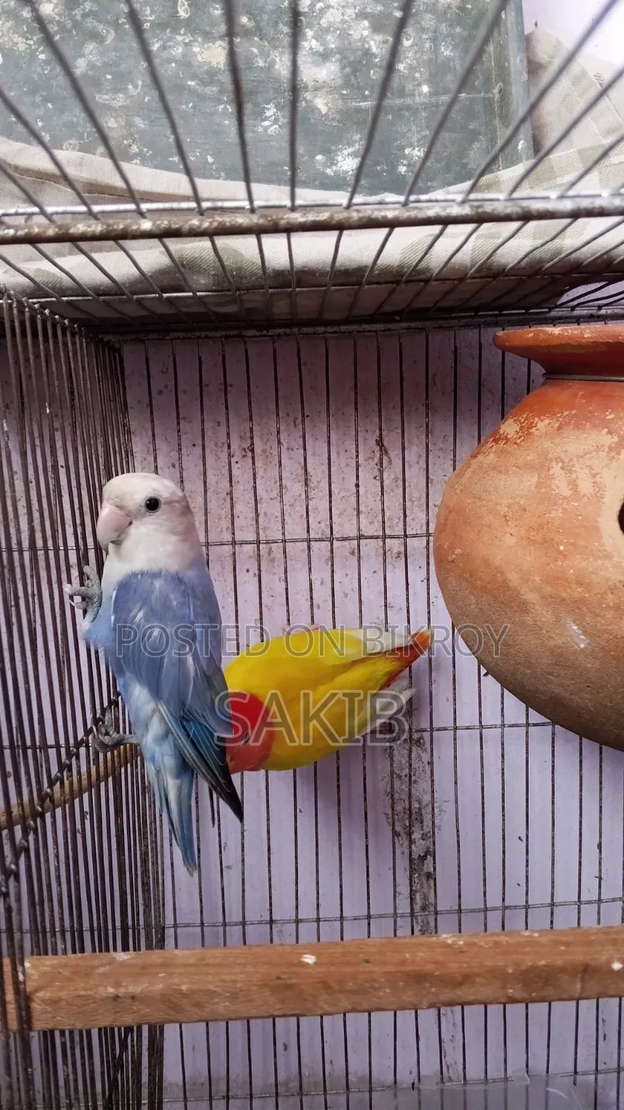 High Quality Love Bird Running Pair for Sell