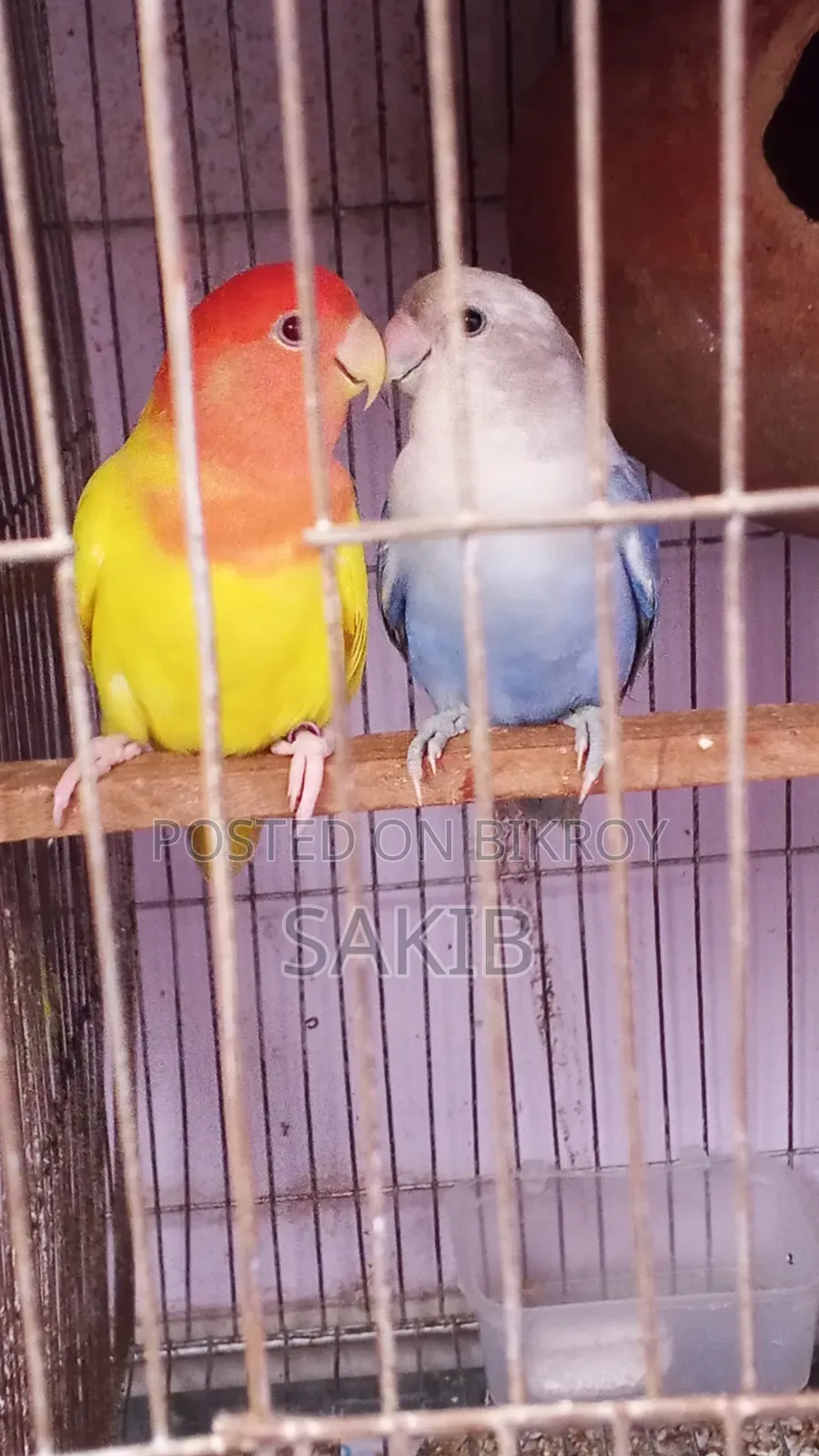 High Quality Love Bird Running Pair for Sell