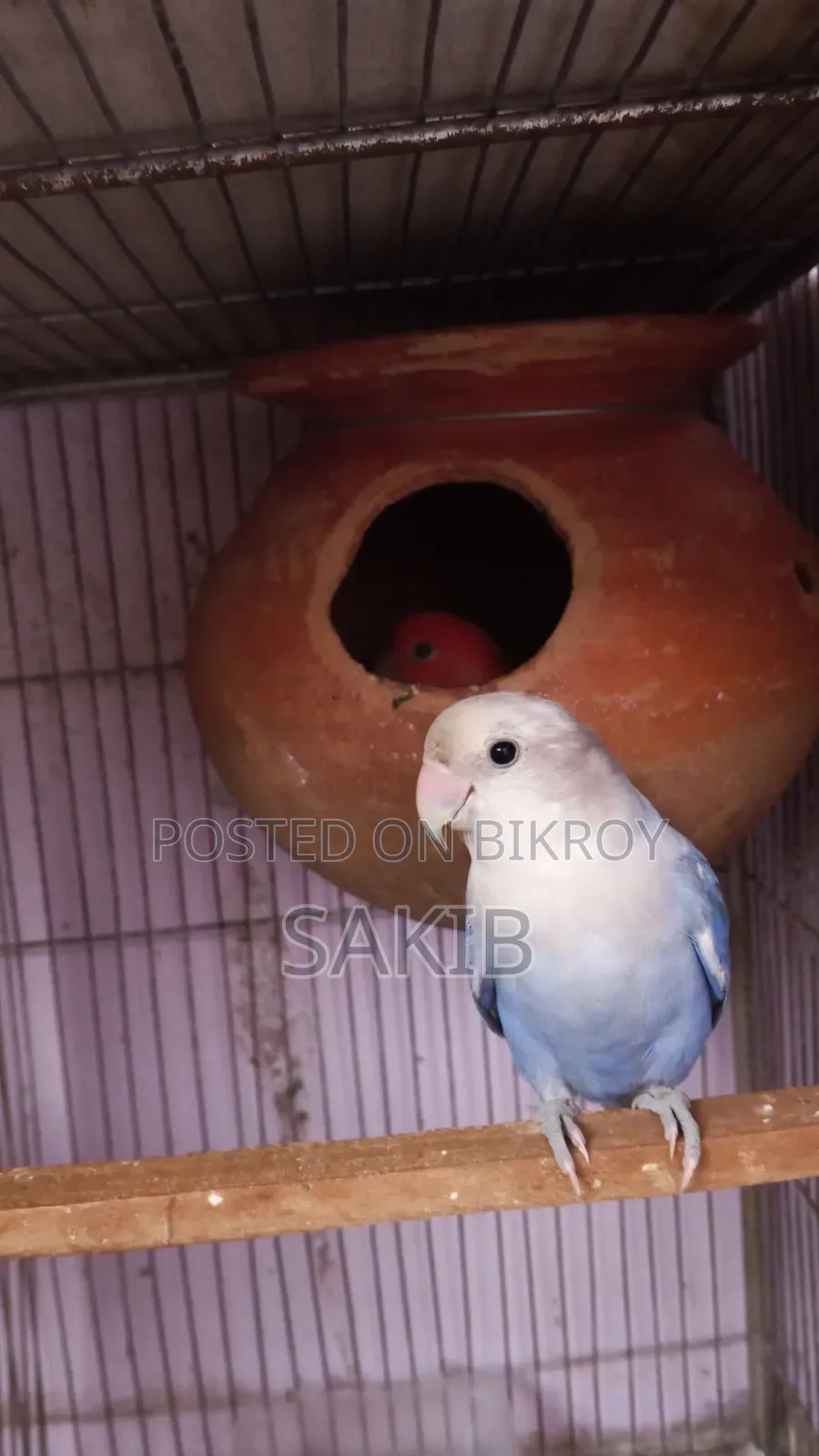 High Quality Love Bird Running Pair for Sell