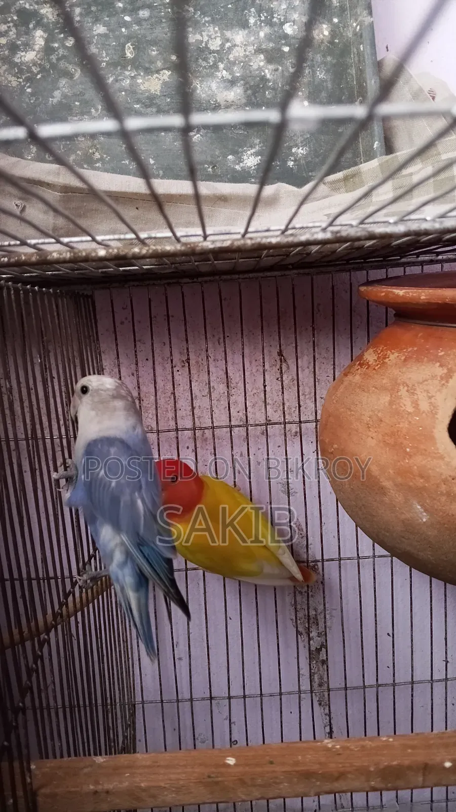 High Quality Love Bird Running Pair for Sell