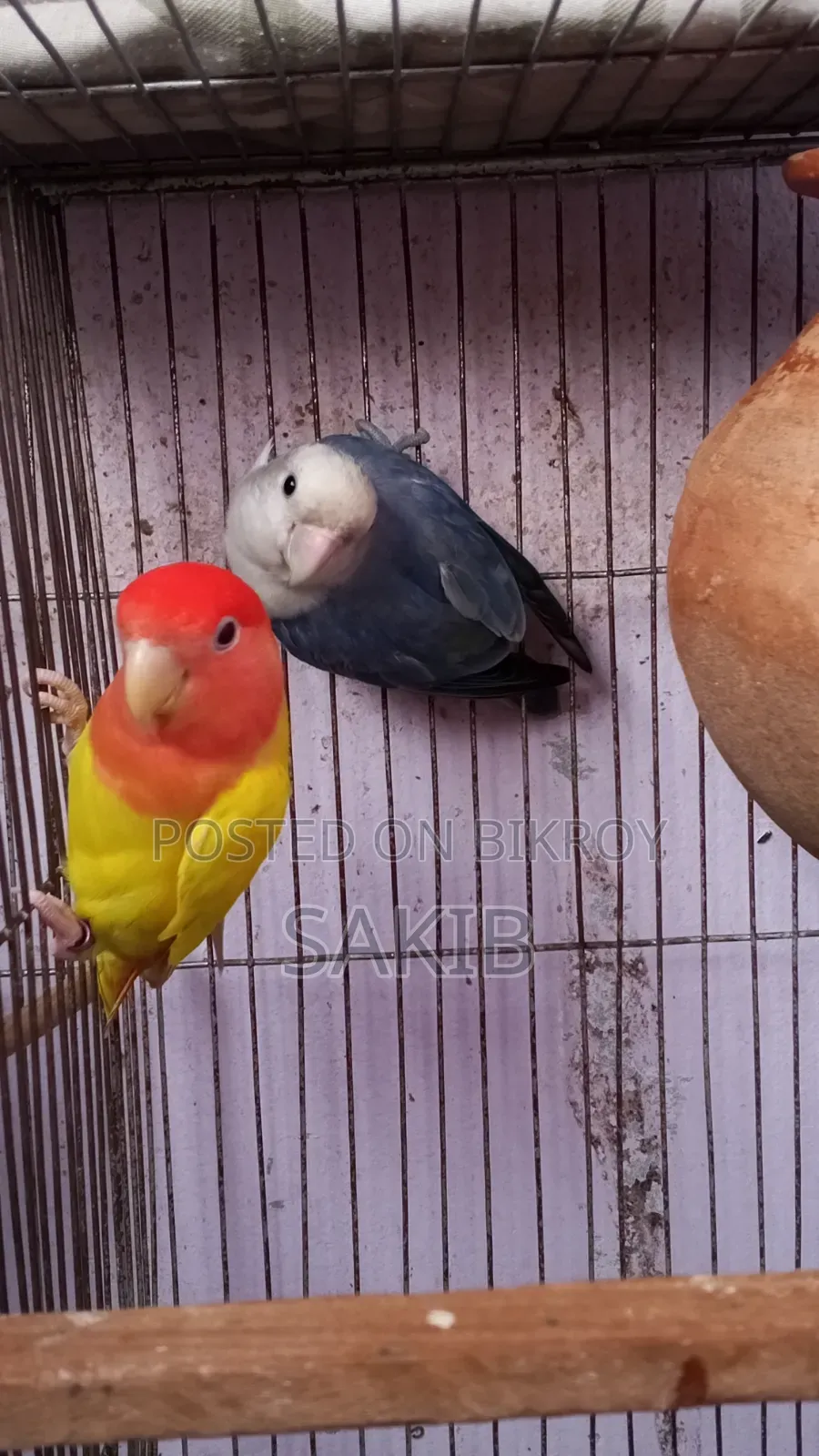 High Quality Love Bird Running Pair for Sell