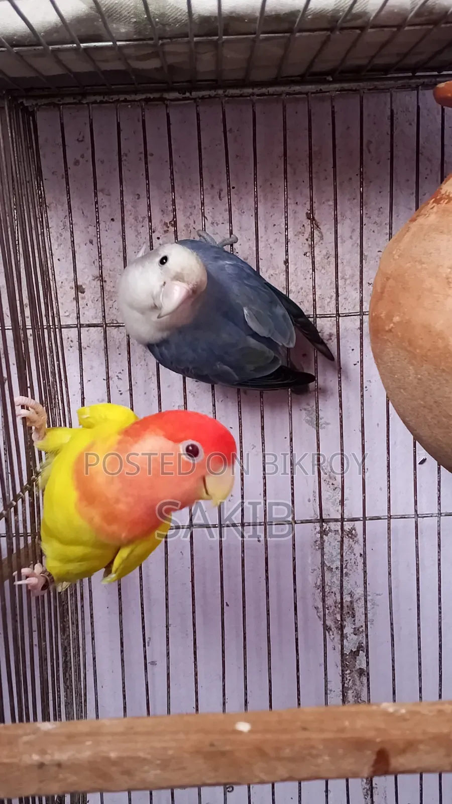 High Quality Love Bird Running Pair for Sell