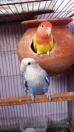 High Quality Love Bird Running Pair for Sell