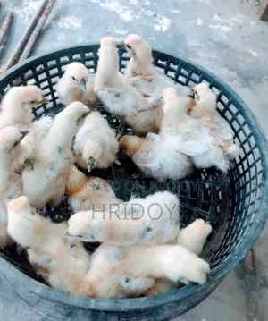 Silkie Chicks