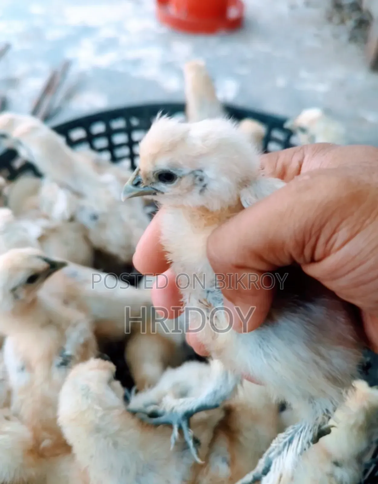 Silkie Chicks