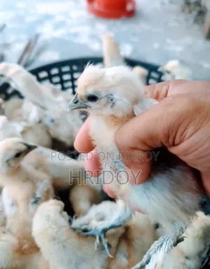 Silkie Chicks