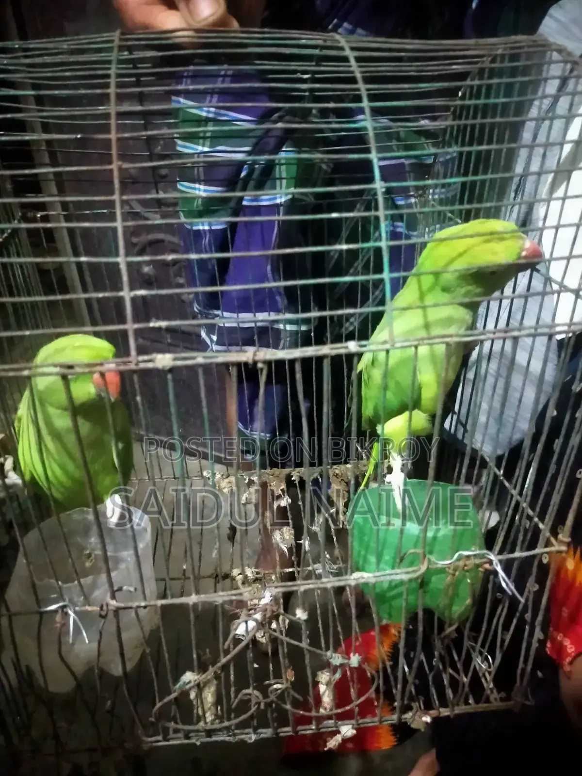A pair of Ring-necked parakeets for sale