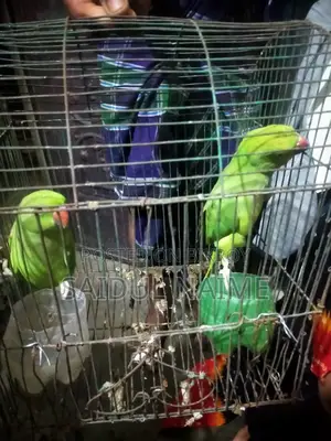A pair of Ring-necked parakeets for sale
