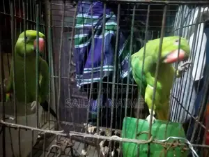 A pair of Ring-necked parakeets for sale