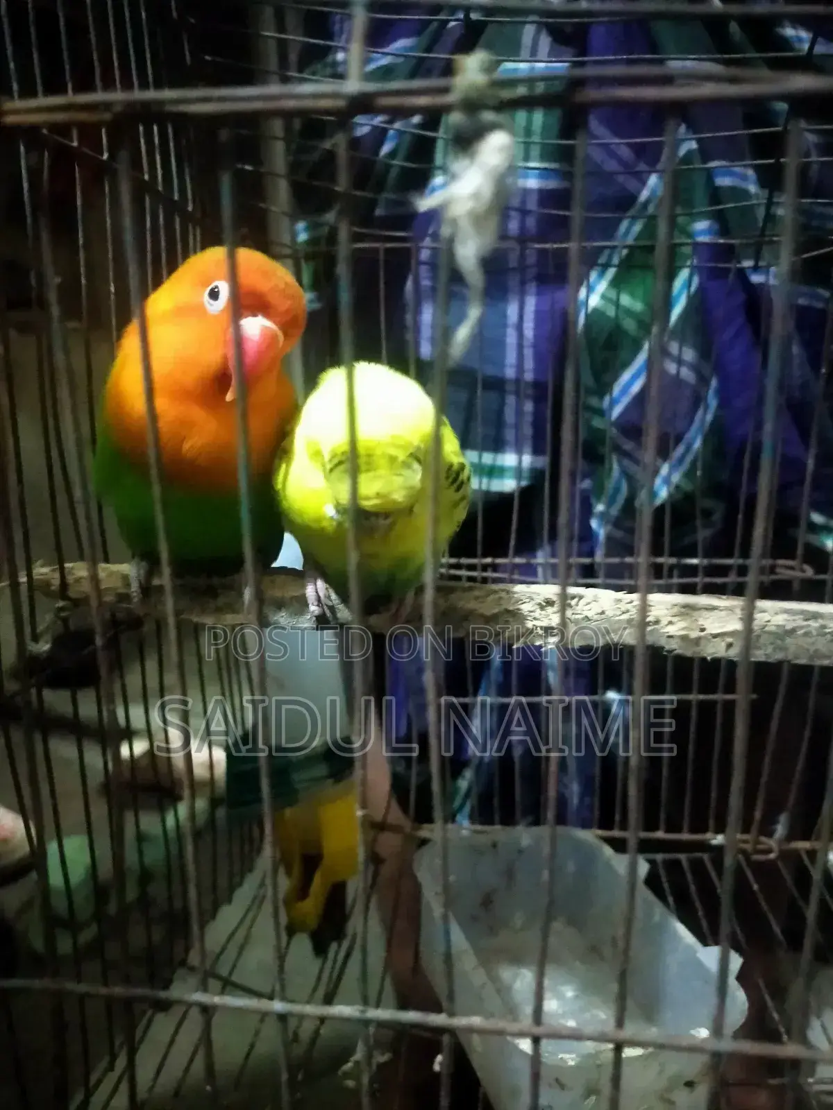 Love Bird for Sell