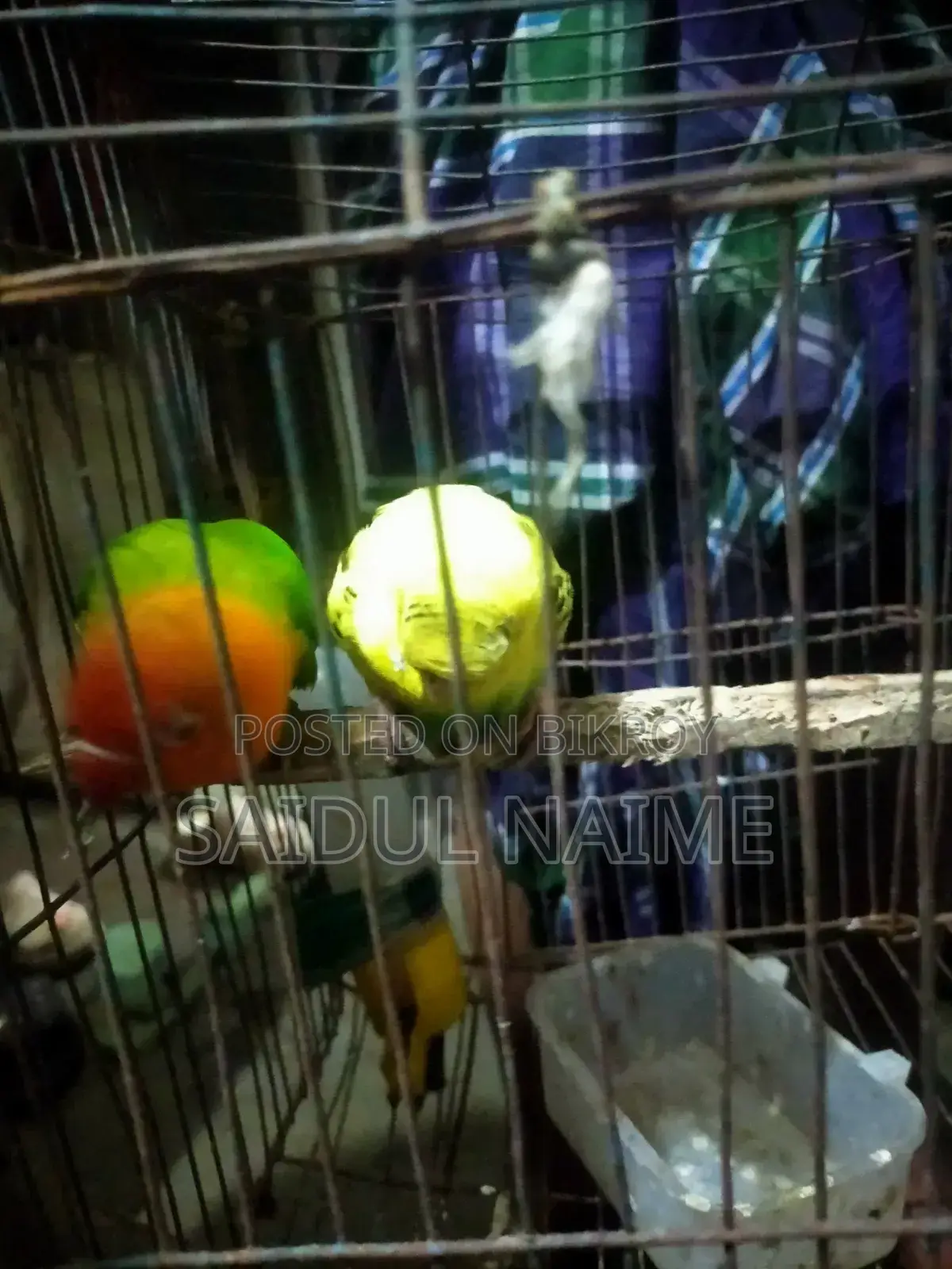 Love Bird for Sell