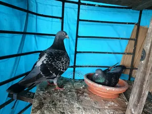 Pair of Mind