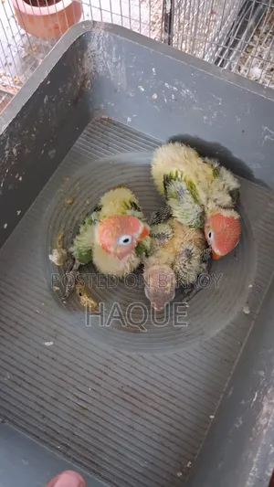 Green Opaline Baby