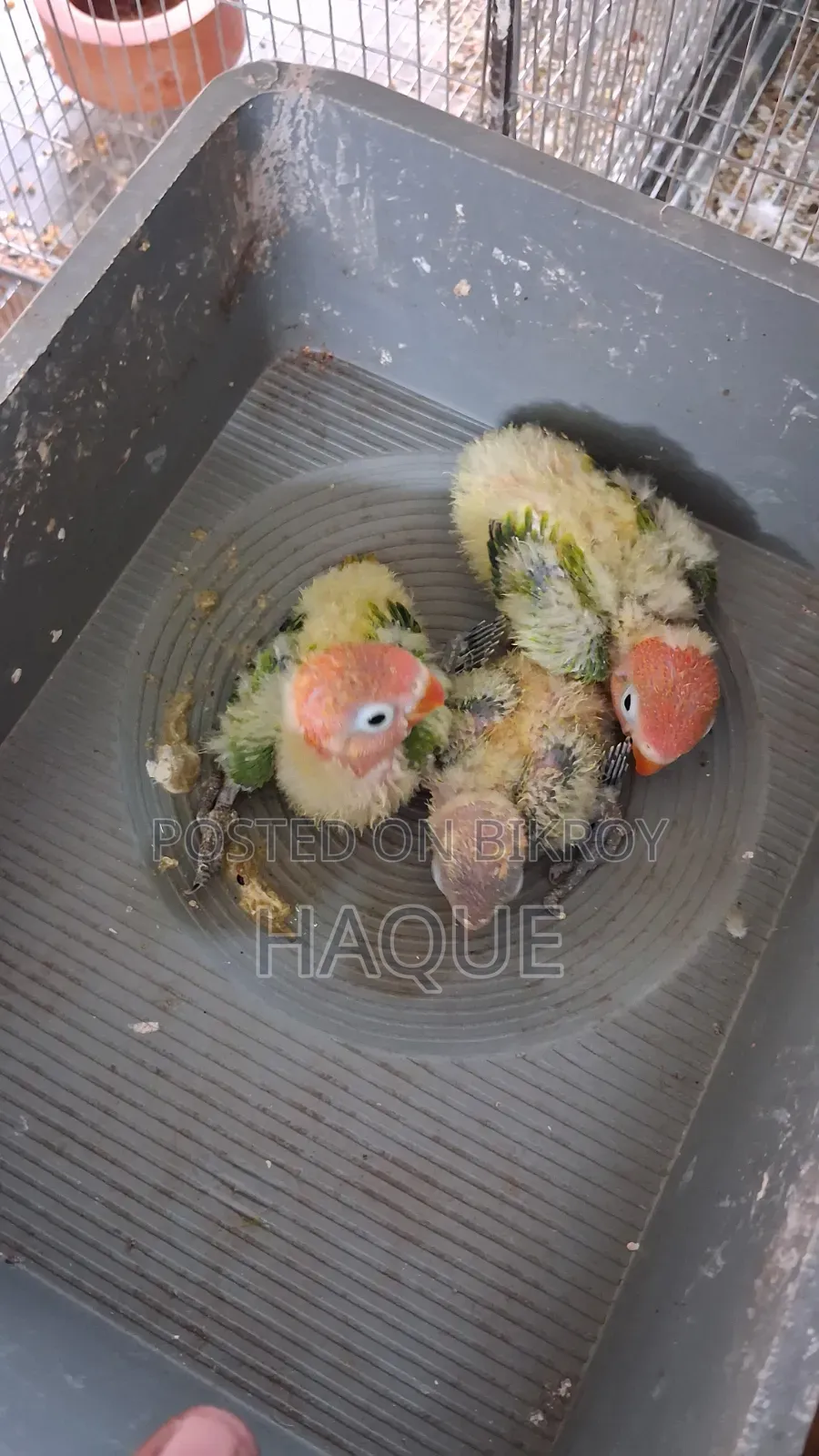 Green Opaline Baby