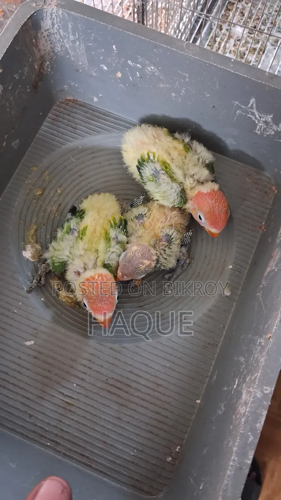 Green Opaline Baby
