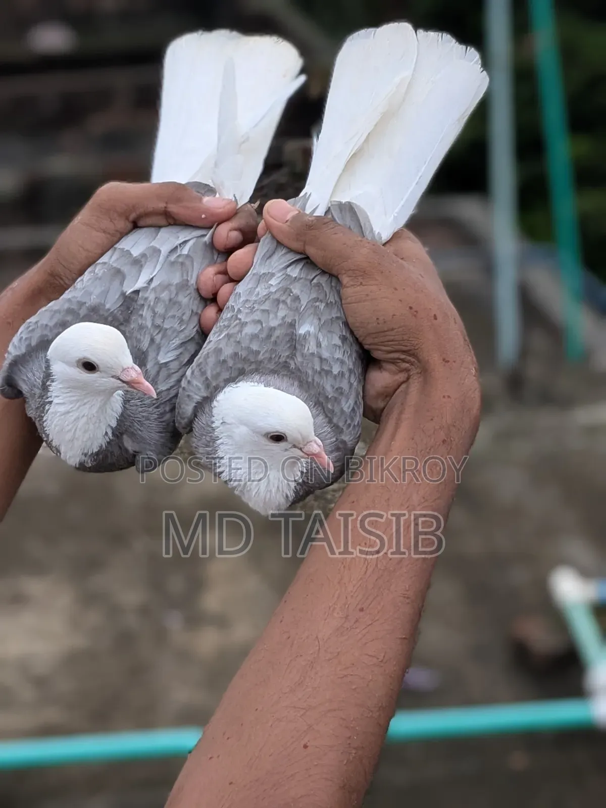 Gorra Pigeon Pair
