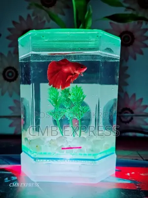 Fighter fish for sale.
