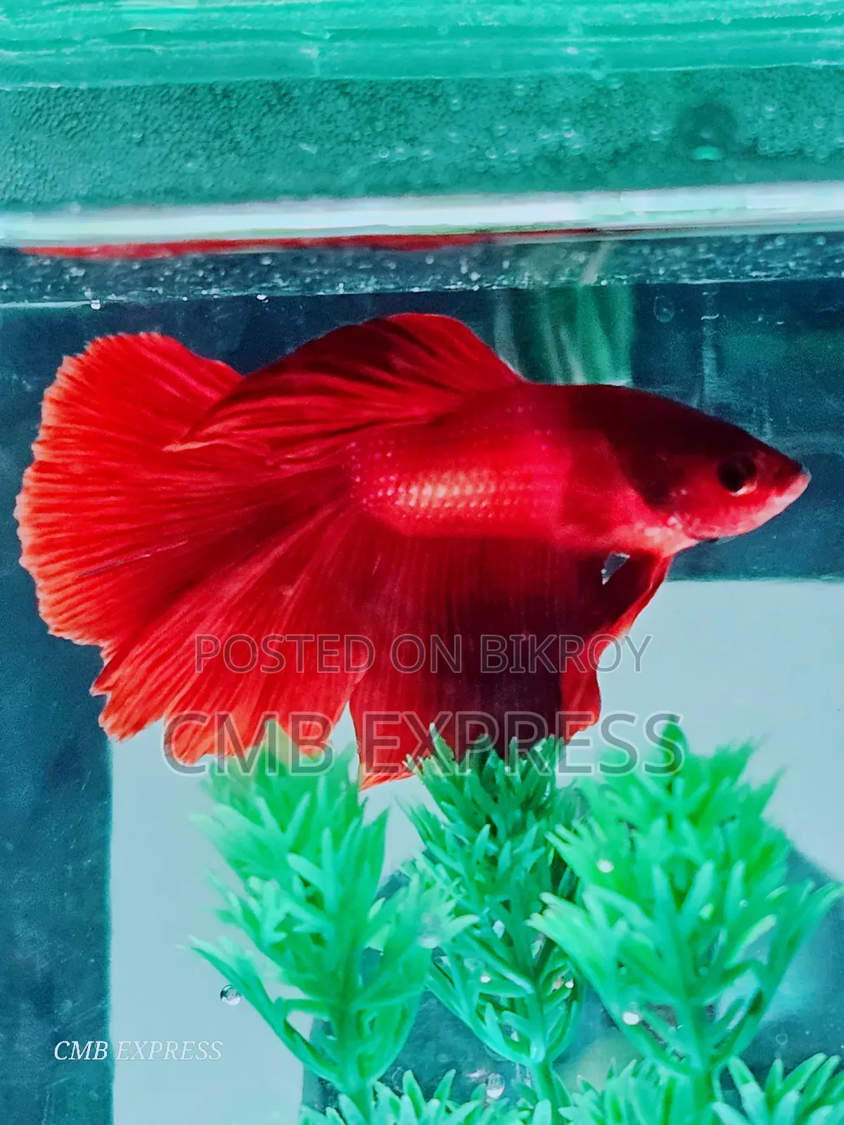 Fighter fish for sale.