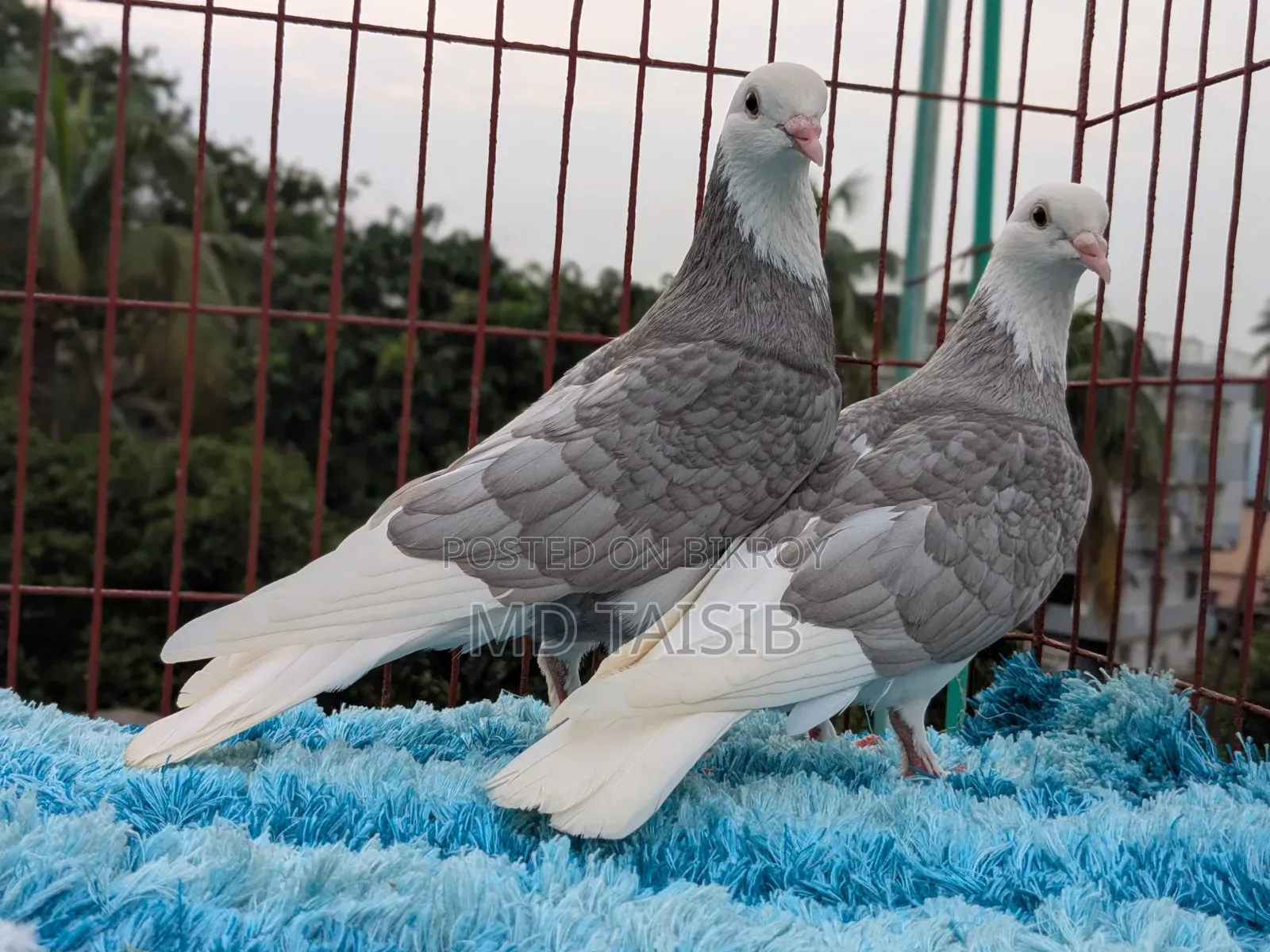 Gorra Pigeon Pair