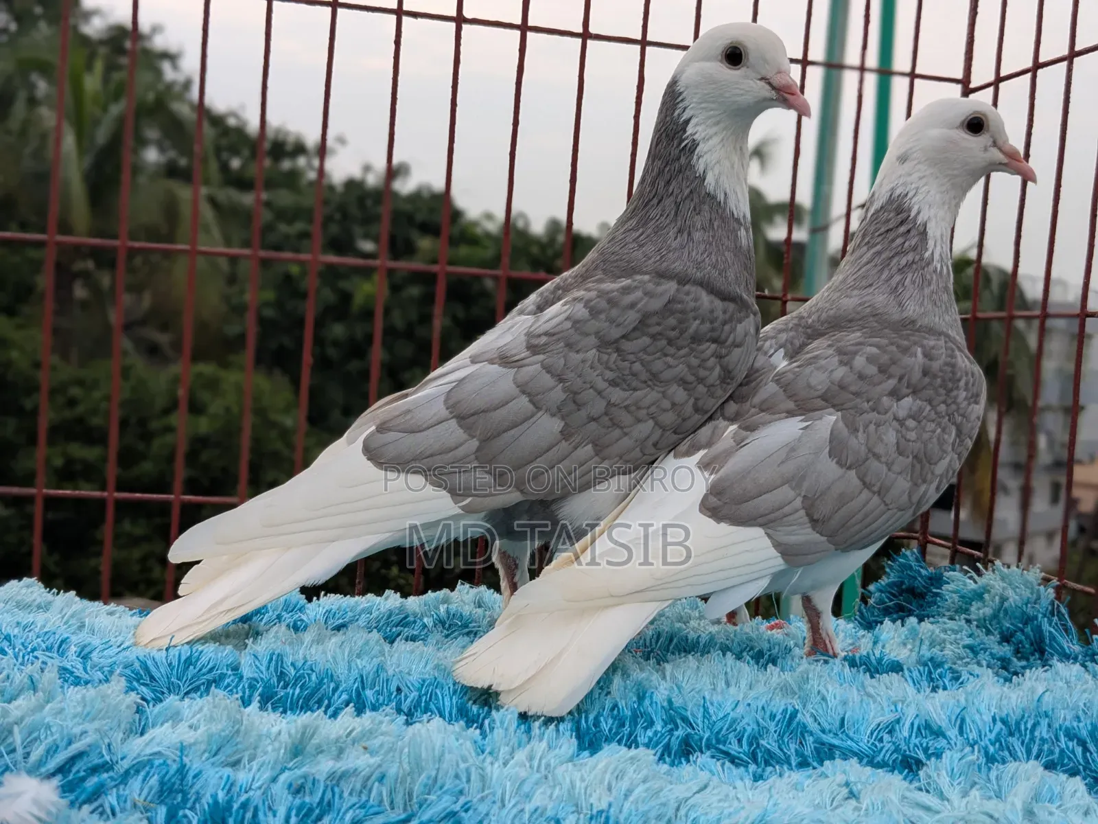 Gorra Pigeon Pair