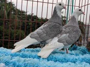 Gorra Pigeon Pair