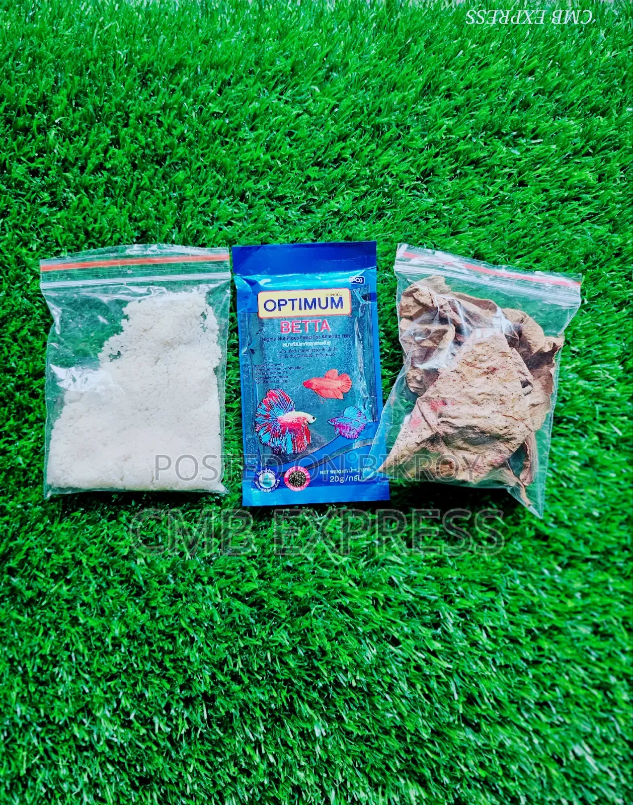 Fighter fish for sale.