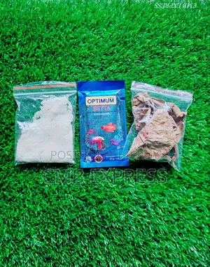 Fighter fish for sale.