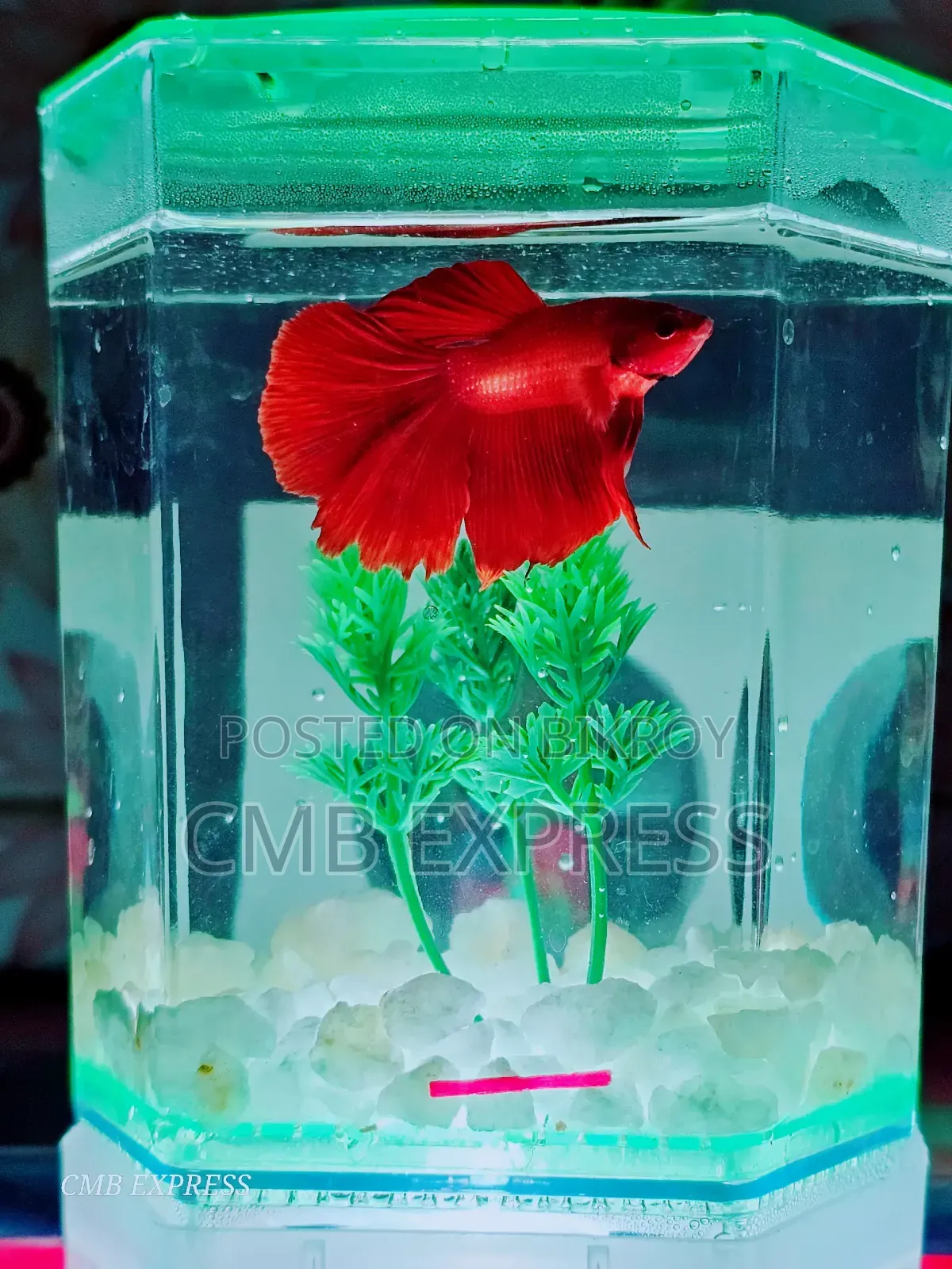 Fighter fish for sale.
