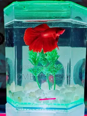 Fighter fish for sale.
