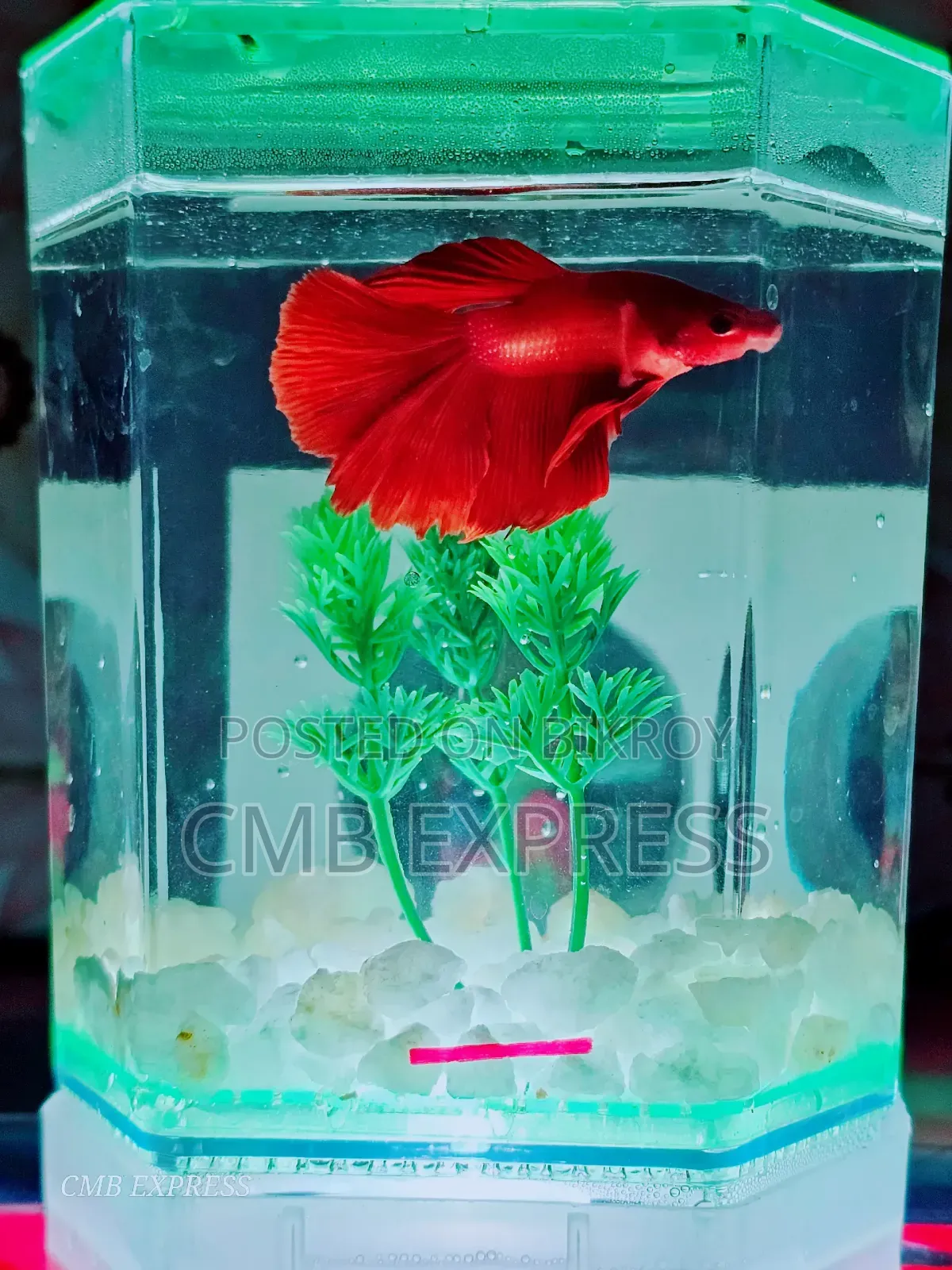 Fighter fish for sale.