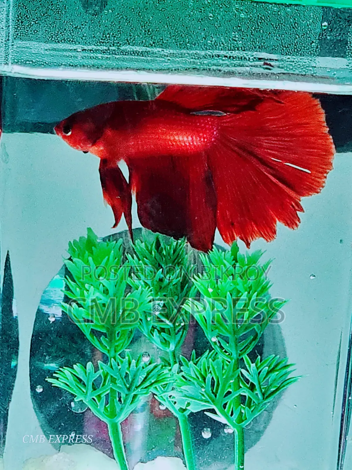 Fighter fish for sale.