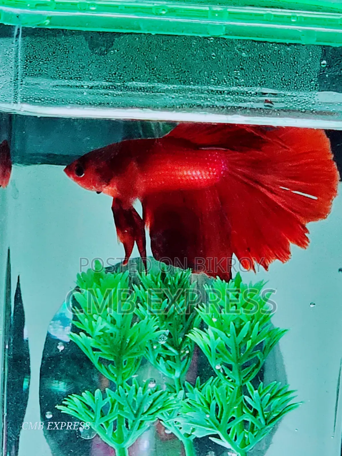 Fighter fish for sale.