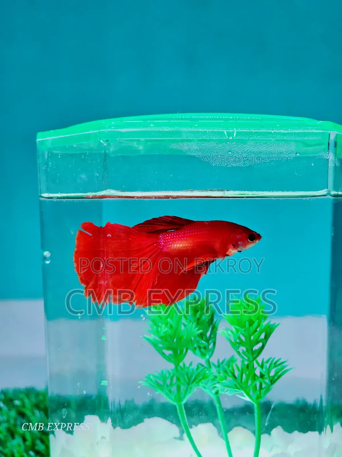 Fighter fish for sale.