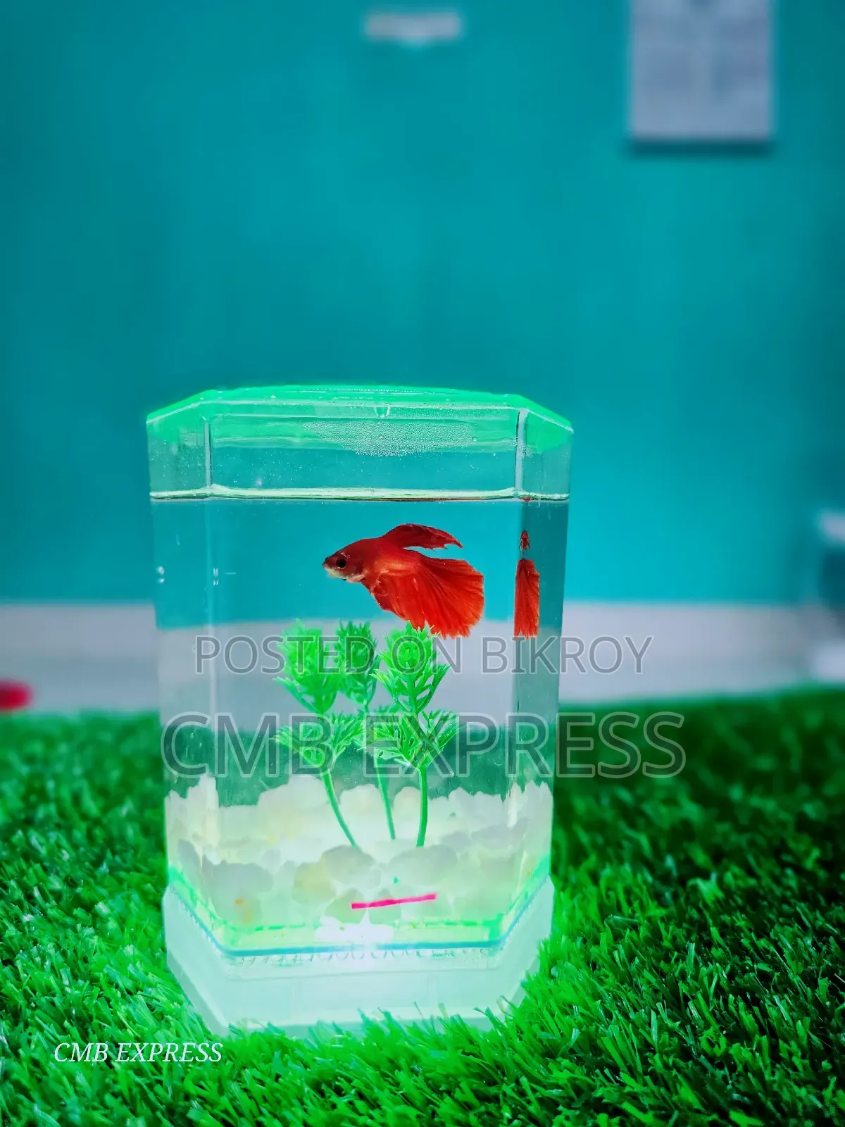 Fighter fish for sale.