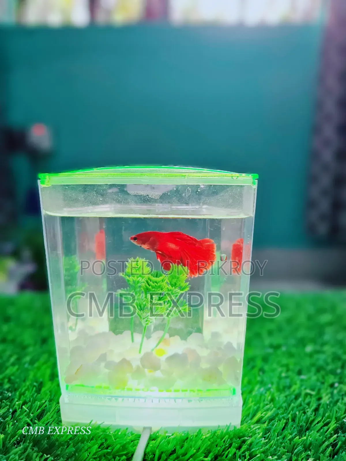 Fighter fish for sale.