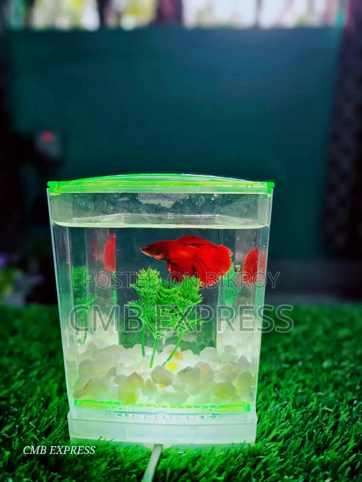 Fighter fish for sale.