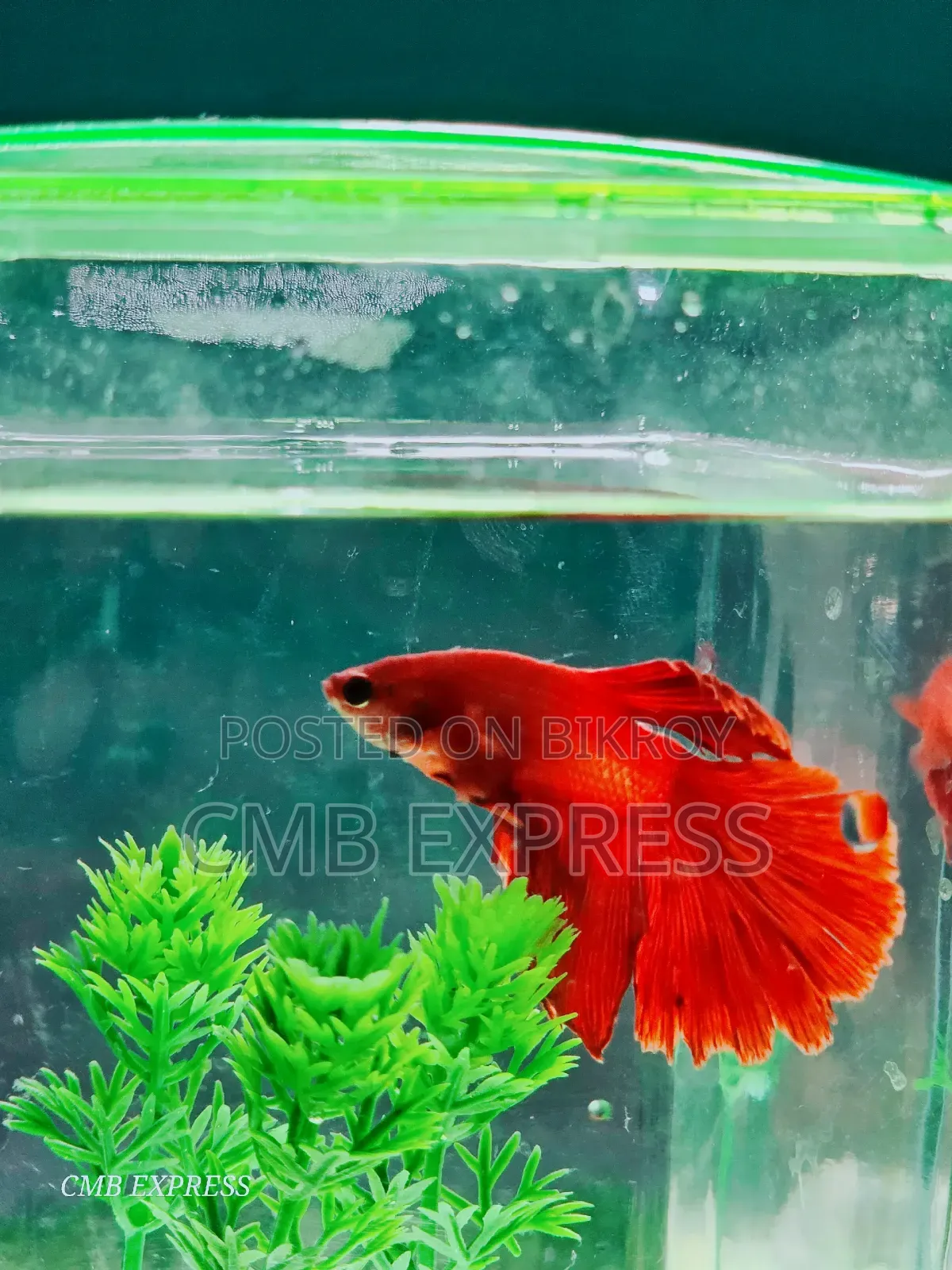 Fighter fish for sale.