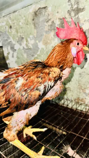 Hill Tracts Laijja Rooster and Hen Chicks