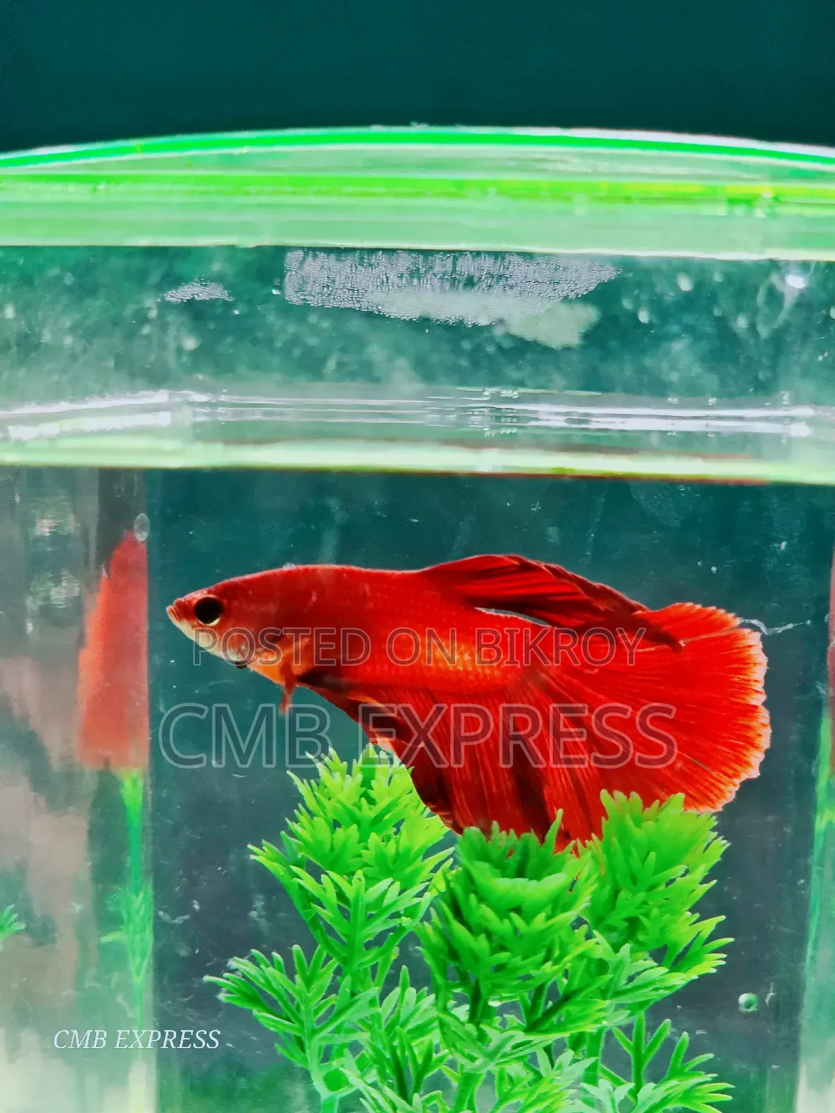 Fighter fish for sale.