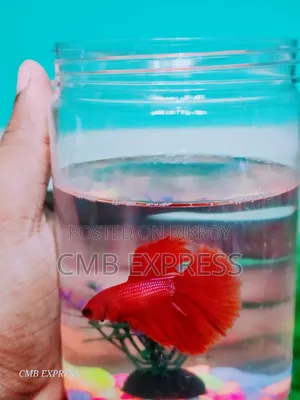 Fighter fish for sale.