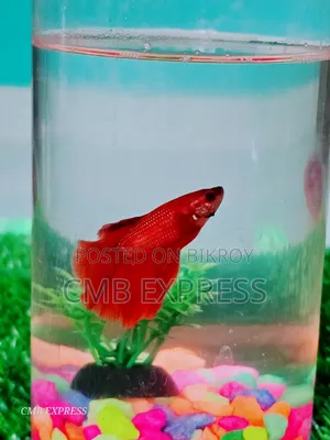 Fighter fish for sale.